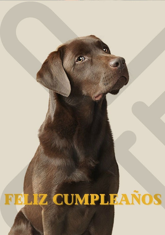 Tarjeta de Saludo Cumpleaños Labrador Café